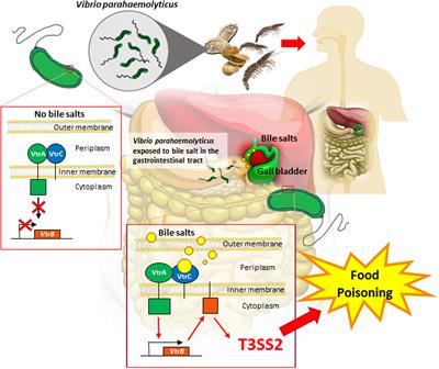 Bile Sensing: The Activation of Vibrio parahaemolyticus Virulence